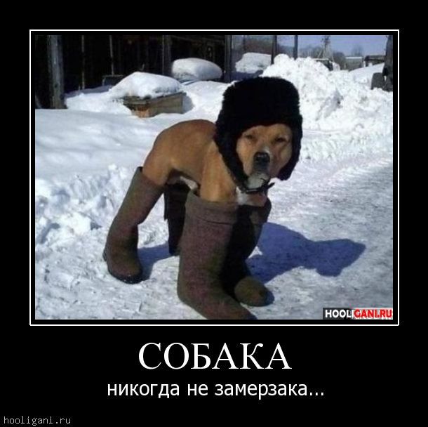 Немножко картинок с буквами, типа демотиваторы