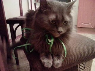 Котовторник 14.03.2017