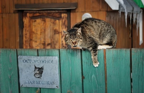 Кот vs. лисы на вершине горы