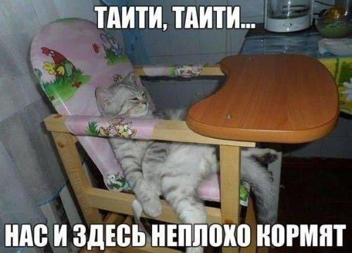 Коты и Кошки