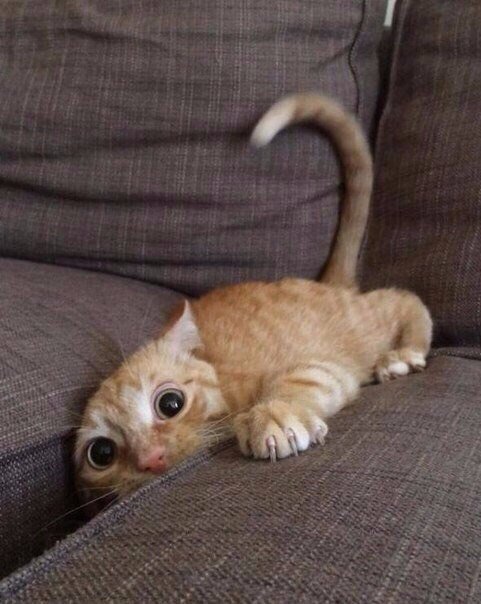 Коты и Кошки