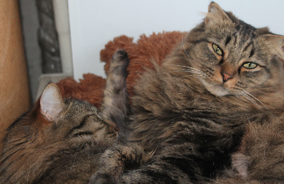 Котовторник 9.01.2018