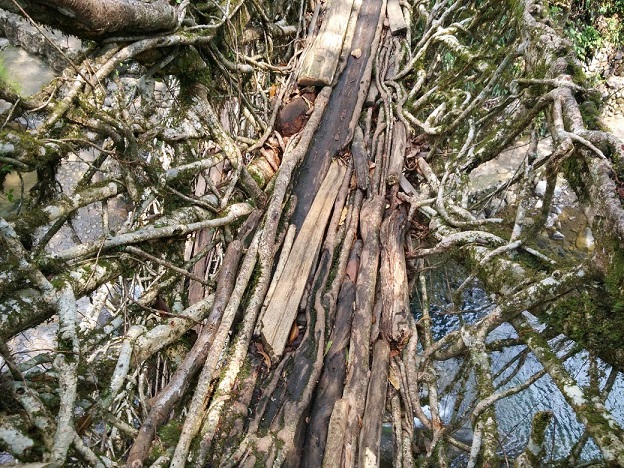 К живым мостам и обратно. Заметки из Индии