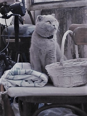 Котовторник 05.06.2018