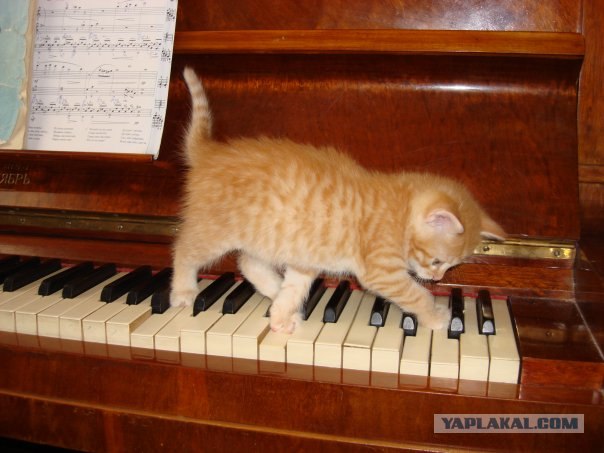 Котовторник на ЯПлакалъ (10.06.08), прикольные коты, добавляем свои!