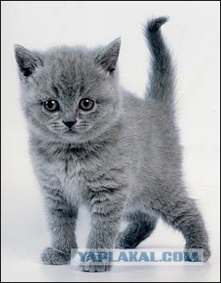 Котовторник на ЯПлакалъ