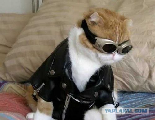 Коты на вторник на ЯПлакалъ (07.10.2008)