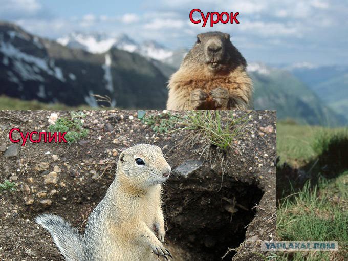 Суслик и сурок отличия