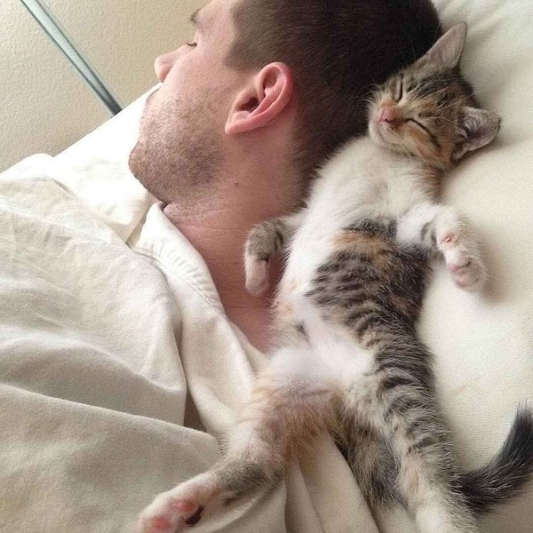 Прикольных котов пост