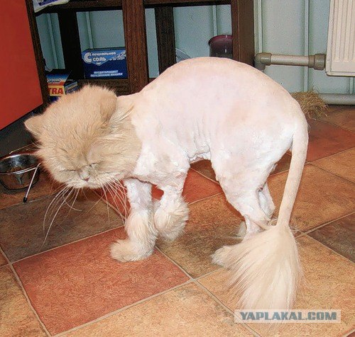 Котовторник, Весна, Цветы!