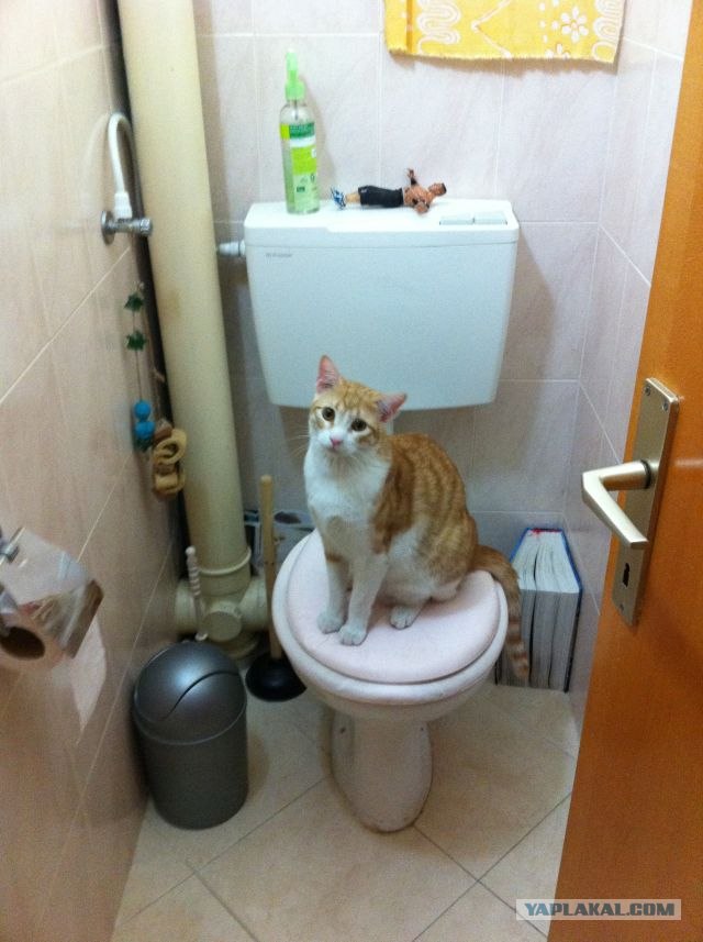 Котовторник (31.01.2012)