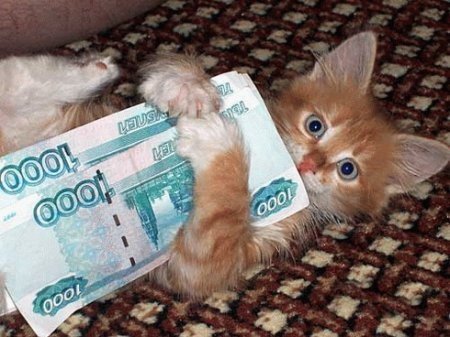 Забавные фото котеек