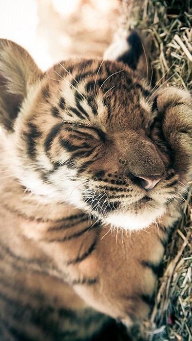 Дикий котовторник 16.07.19