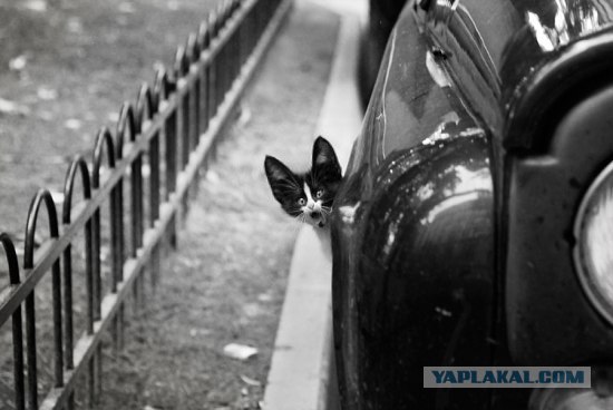 Фотожаба: Кот