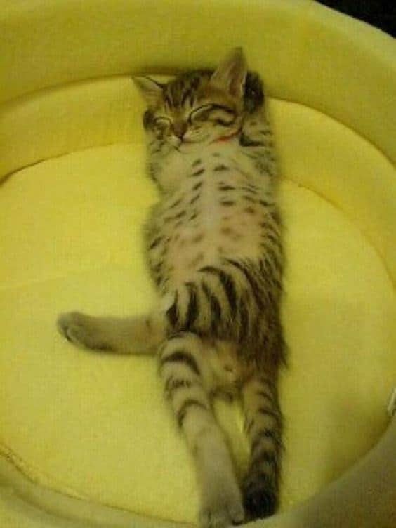 Забавные животные