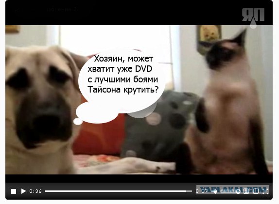 Кот - боксер