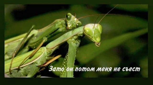 Картинки и мемы для настроения
