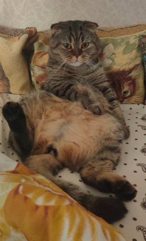 Кот Василий