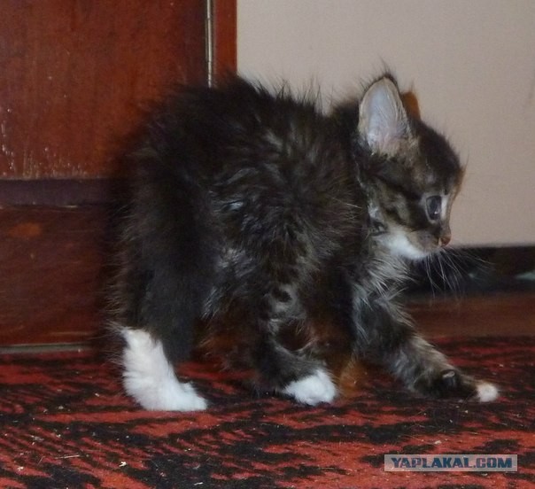 Котовторник 09.04.2013