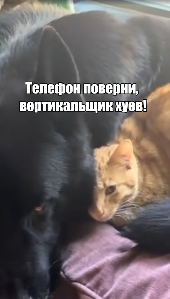 Старший брат