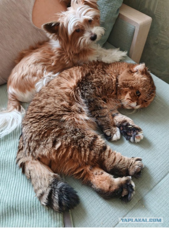 Котэ в возрасте