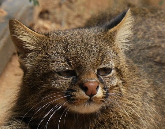 Тибетские лисы, конечно, угарные, но вы вообще видели мордочку пампасской кошки?