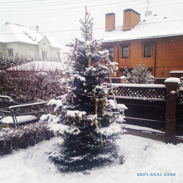 Котовторник   31.12.  2013