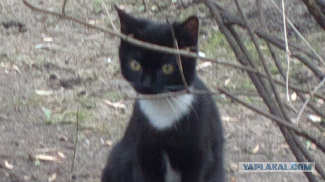 Котовторник 04.03.2014