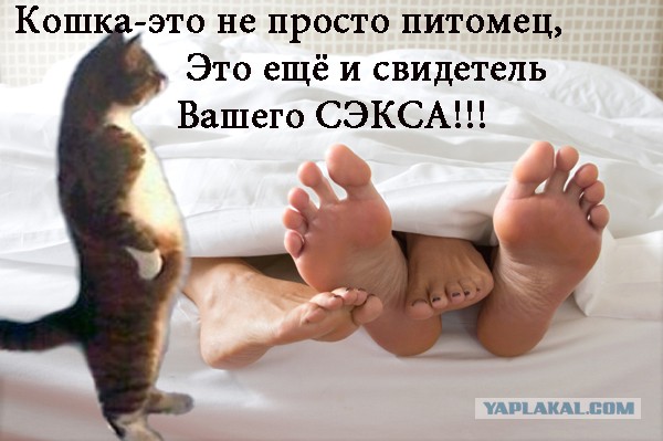Когда есть кошка