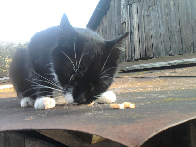 Котовторник 01.04.2014