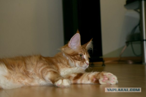Котовторник  08.04.2014