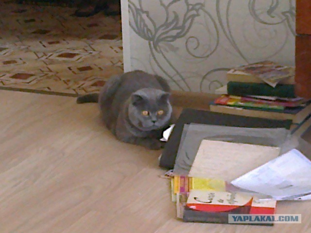Котовторник 01.07.2014