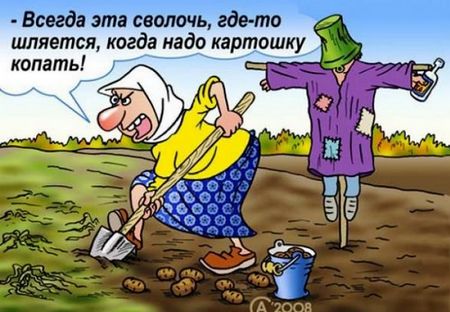 Рекордный урожай картофеля 2014