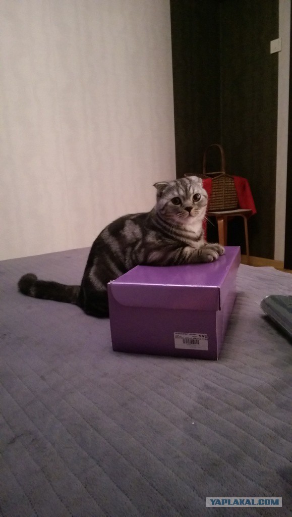 Котовторник 30.09.2014