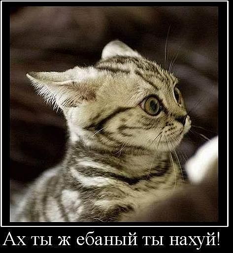 Животные в шоке