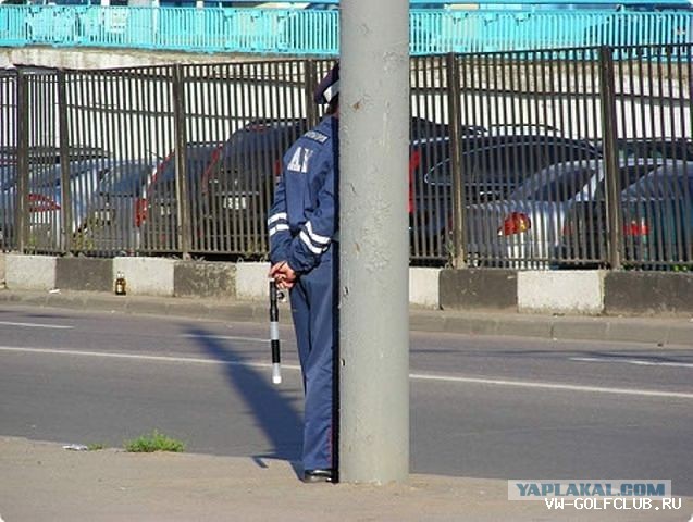 Неожиданно из-за дерева показалась чья-то морда