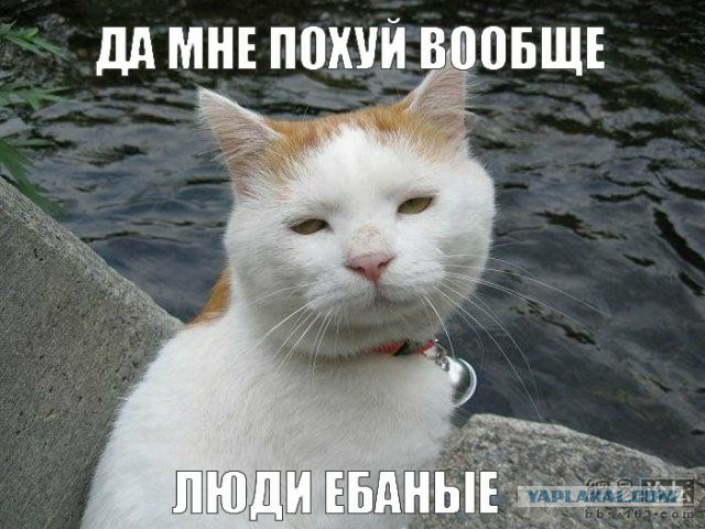 Так встречает меня кошка, когда я прихожу домой