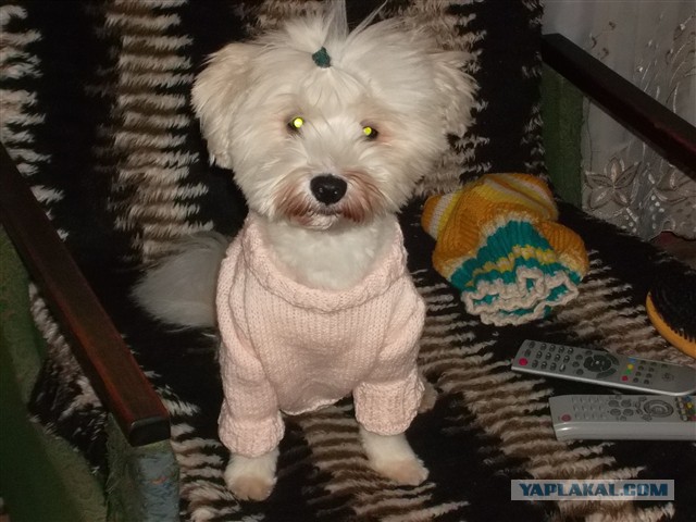 Собакочетверг же, ау!