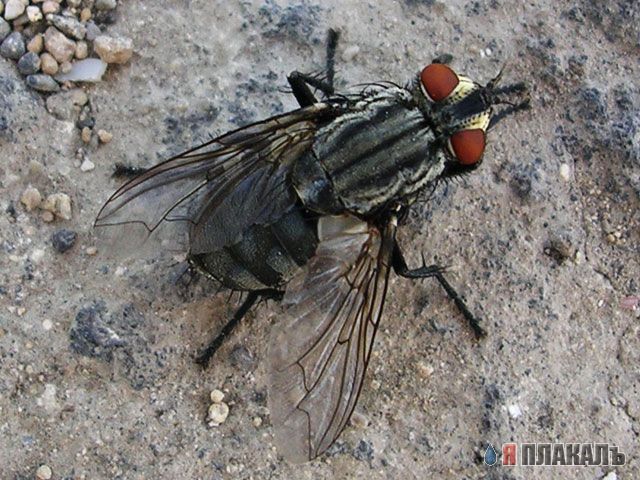 НАСЕКОМЫЕ. Мухи, бабочки, мотыльки, моль, и все летающие твари, пауки
