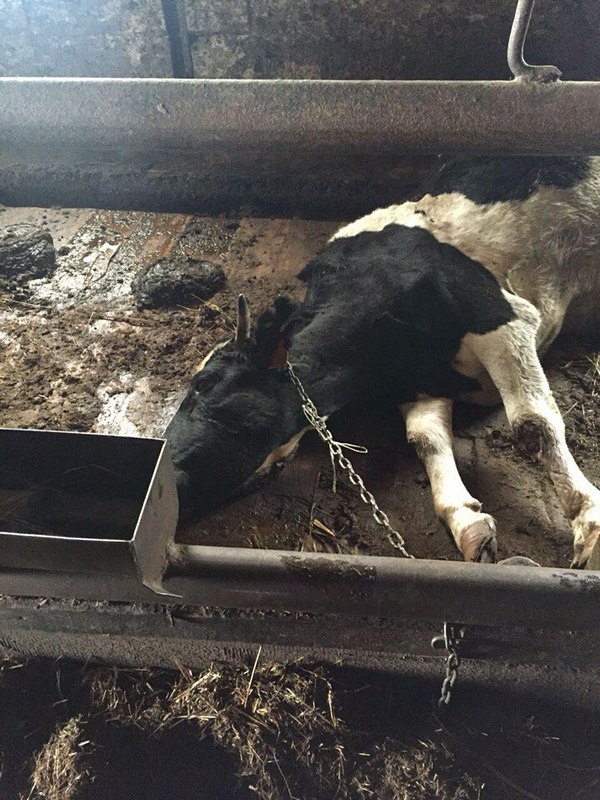 Коровы дохнут с голода