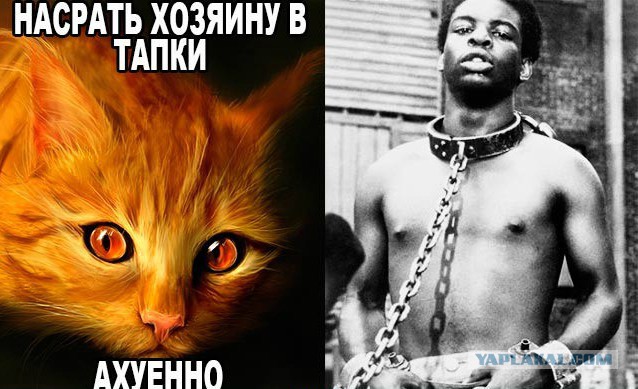 Шуточки от весёлого повара