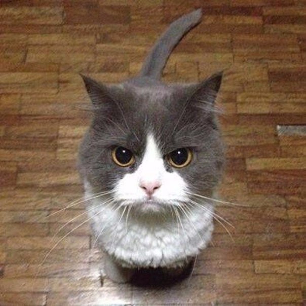 Прикольные животные