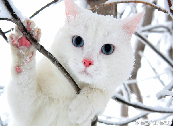 Прикольные животные