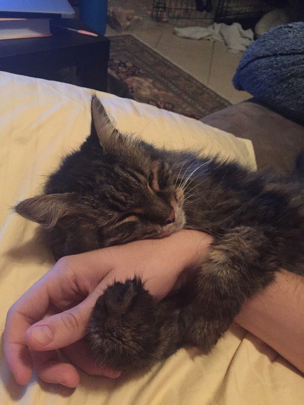 Коты из сети