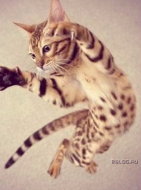 Коты из сети