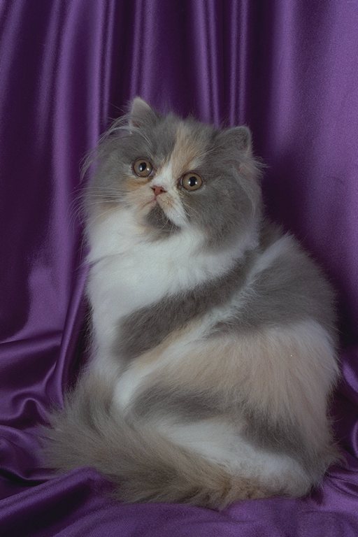 Коты из сети