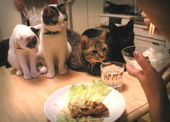 Коты и Кошки