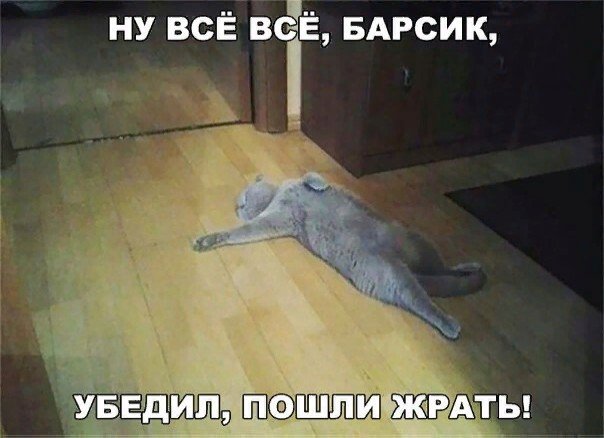 Коты и Кошки