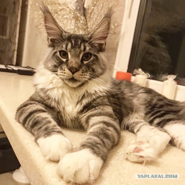 Котовторник!