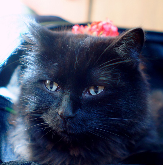 Котовторник 05.06.2018